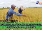 กำแพงเพชร-ศูนย์เมล็ดพันธุ์ข้าวกำแพงเพชร ตรวจตัดสินแปลงขยายพันธุ์ข้าว กข85 ชั้นพันธุ์จำหน่าย ฤดูฝน ปี2568