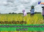 กำแพงเพชร-ศูนย์เมล็ดพันธุ์ข้าวกำแพงเพชร ติดตามแปลงผลิตเมล็ดพันธุ์ข้าว ฤดูฝน ปี2568