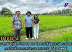 กำแพงเพชร-ศูนย์เมล็ดพันธุ์ข้าวกำแพงเพชร ติดตามให้คำแนะนำ ระบบควบคุมภายในเพื่อขอการรับรองตามระบบ (GAP Seed)
