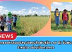 กำแพงเพชร-ศูนย์เมล็ดพันธุ์ข้าวกำแพงเพชร ตรวจตัดสินแปลงผลิตเมล็ดพันธุ์ข้าว กข 111 ชั้นพันธุ์จำหน่าย อย่างเป็นทางการ