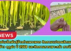 กำแพงเพชร-ศูนย์เมล็ดพันธุ์ข้าวกำแพงเพชร ติดตามแปลงผลิตเมล็ดพันธุ์ข้าว ฤดูฝน ปี2568 และติดตามการเพาะกล้า การปักดำแปลงผลิตเมล็ดพันธุ์ข้าว กข85 ฤดูแล้ง ปี2569