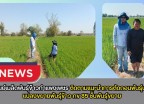 กำแพงเพชร-ศูนย์เมล็ดพันธุ์ข้าวกำแพงเพชร ติดตามแนะนำการตัดถอนพันธุ์ปนแปลงขยายพันธุ์ข้าว กข 85 ชั้นพันธุ์ขยาย