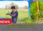 กำแพงเพชร-ศูนย์เมล็ดพันธุ์ข้าวกำแพงเพชร ติดตามแนะนำการตัดถอนพันธุ์ปนแปลงขยายพันธุ์ข้าว กข85 ชั้นพันธุ์ขยายชั้นพันธุ์จำหน่าย ฤดูแล้ง ปี2569