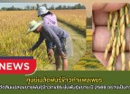 กำแพงเพชร-ศูนย์เมล็ดพันธุ์ข้าวกำแพงเพชร ตรวจตัดสินแปลงขยายพันธุ์ข้าวกข85 ชั้นพันธุ์ขยาย ปี 2569 อย่างเป็นทางการ