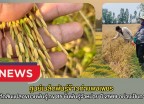 กำแพงเพชร-ศูนย์เมล็ดพันธุ์ข้าวกำแพงเพชร เข้าตรวจตัดสินแปลงขยายพันธุ์ กข 85 ชั้นพันธุ์จำหน่าย ปี 2569 อย่างเป็นทางการ