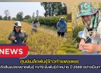 กำแพงเพชร-ศูนย์เมล็ดพันธุ์ข้าวกำแพงเพชร ตรวจตัดสินแปลงขยายพันธุ์ กข79 ชั้นพันธุ์จำหน่าย ปี 2569 อย่างเป็นทางการ