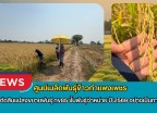 กำแพงเพชร-ศูนย์เมล็ดพันธุ์ข้าวกำแพงเพชร ตรวจตัดสินแปลงขยายพันธุ์ กข85 ชั้นพันธุ์จำหน่าย ปี 2569 อย่างเป็นทางการ