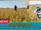 กำแพงเพชร-ศูนย์เมล็ดพันธุ์ข้าวกำแพงเพชร ตรวจตัดสินแปลงขยายพันธุ์ กข85 ชั้นพันธุ์จำหน่าย ปี 2569 อย่างเป็นทางการ
