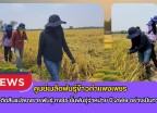 กำแพงเพชร-ศูนย์เมล็ดพันธุ์ข้าวกำแพงเพชร ตรวจตัดสินแปลงขยายพันธุ์ กข85 ชั้นพันธุ์จำหน่าย ปี 2569 อย่างเป็นทางการ