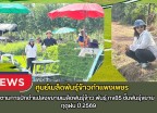 กำแพงเพชร-ศูนย์เมล็ดพันธุ์ข้าวกำแพงเพชร ติดตามการปักดำแปลงขยายเมล็ดพันธุ์ข้าว พันธุ์ กข85 ชั้นพันธุ์ขยาย ฤดูฝน ปี 2569
