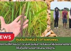 กำแพงเพชร-ศูนย์เมล็ดพันธุ์ข้าวกำแพงเพชร ติดตามให้คำแนะนำ ระบบควบคุมภายในแบบกลุ่มของเกษตรกรให้ปฏิบัติตามข้อกำหนดมาตรฐาน