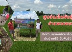 กำแพงเพชร-ศูนย์เมล็ดพันธุ์ข้าวกำแพงเพชร ติดตามแปลงผลิตเมล็ดพันธุ์ข้าวพันธุ์ กข85 ชั้นพันธุ์จำหน่าย ฤดูฝน ปี 2569
