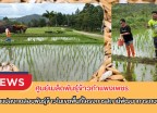 กำแพงเพชร-ศูนย์เมล็ดพันธุ์ข้าวกำแพงเพชร ติดตามแปลงทดสอบพันธุ์ข้าวในเขตพื้นที่โครงการสถานีพัฒนาการเกษตรที่สูง