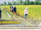 กำแพงเพชร-ศูนย์เมล็ดพันธุ์ข้าวกำแพงเพชร ตรวจตัดสินแปลงขยายพันธุ์ข้าวอย่างเป็นทางการ กข85 ชั้นพันธุ์ขยาย ฤดูฝน ปี2569 ณ กลุ่มผู้ผลิตเมล็ดพันธุ์ข้าวบ้านลานตาบัว
