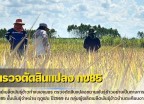 กำแพงเพชร-ศูนย์เมล็ดพันธุ์ข้าวกำแพงเพชร ตรวจตัดสินแปลงขยายพันธุ์ข้าวอย่างเป็นทางการ กข85 ชั้นพันธุ์จำหน่าย ฤดูฝน ปี2569