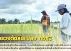 กำแพงเพชร-ศูนย์เมล็ดพันธุ์ข้าวกำแพงเพชร ตรวจตัดสินแปลงขยายพันธุ์ข้าวอย่างเป็นทางการ กข113 ชั้นพันธุ์จำหน่าย ฤดูฝน ปี2569