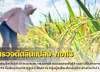 กำแพงเพชร-ศูนย์เมล็ดพันธุ์ข้าวกำแพงเพชร ตรวจตัดสินแปลงขยายพันธุ์ข้าวอย่างเป็นทางการ กข113 ชั้นพันธุ์จำหน่าย ฤดูฝน ปี2569