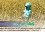 กำแพงเพชร-ศูนย์เมล็ดพันธุ์ข้าวกำแพงเพชร ตรวจตัดสินแปลงขยายพันธุ์ข้าวอย่างเป็นทางการ กข85 ชั้นพันธุ์จำหน่าย ฤดูฝน ปี2569