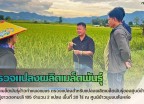กำแพงเพชร-ศูนย์เมล็ดพันธุ์ข้าวกำแพงเพชร ตรวจแปลงสำหรับแปลงผลิตเมล็ดพันธุ์ของศูนย์ข้าวชุมชน พันธุ์ขาวดอกมะลิ 105 จำนวน 2 แปลง พื้นที่ 30 ไร่