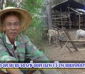 กำแพงเพชร-สองตายายวอนช่วยตามหาวัวหายยกคอก 8 ตัว ตั้งใจจะขายมาบวชลูก
