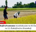 กำแพงเพชร-ศูนย์เมล็ดพันธุ์กำแพงเพชร ตรวจตัดสินแปลง กข 85 ชั้นพันธุ์จำหน่าย กข 111 ชั้นพันธุ์จำหน่าย (สำรองพันธุ์)