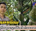 กำแพงเพชร-สวนทุเรียนสุขนาบูรณ์ กำแพงเพชร จัดโปรโมชั่นพิเศษสำหรับสัปดาห์นี้ ทุเรียนหมอนทอง หน้าสวนขายกิโลกรัมละ 109 บาท ถึง 119 บาท