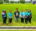 กำแพงเพชร-ศูนย์เมล็ดพันธุ์ข้าวกำแพงเพชร ติดตามให้คำแนะนำรายแปลงและดูแลการสร้างเครือข่ายศูนย์ข้าวชุมชนในจังหวัดกำแพงเพชร