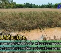 กำแพงเพชร-ศูนย์เมล็ดพันธุ์ข้าวกำแพงเพชร ติดตามสถานการณ์ภัยพิบัติด้านข้าว พร้อมสอบถามประเด็นปัญหา แนวทางเกี่ยวกับการดำเนินการให้ความช่วยเหลือเกษตรกรผู้ประสบภัย