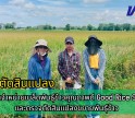กำแพงเพชร-ศูนย์เมล็ดพันธุ์ข้าวกำแพงเพชร ติดตามร้านจำหน่ายเมล็ดพันธุ์ข้าวคุณภาพดี Good Rice Seed Shop และตรวจตัดสินแปลงขยายพันธุ์ข้าว กข 85 