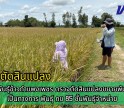 กำแพงเพชร-ศูนย์เมล็ดพันธุ์ข้าวกำแพงเพชร ตรวจตัดสินแปลงขยายพันธุ์ข้าวอย่างเป็นทางการ พันธุ์ กข 85 ชั้นพันธุ์จำหน่าย