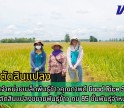 กำแพงเพชร-ศูนย์เมล็ดพันธุ์ข้าวกำแพงเพชร ติดตามร้านจำหน่ายเมล็ดพันธุ์ข้าวคุณภาพดี Good Rice Seed Shop และ ตรวจตัดสินแปลงขยายพันธุ์ข้าว กข 85 ชั้นพันธุ์จำหน่าย ฤดูฝน
