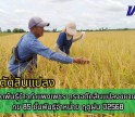 กำแพงเพชร-ศูนย์เมล็ดพันธุ์ข้าวกำแพงเพชร ตรวจตัดสินแปลงขยายพันธุ์ข้าว กข85 ชั้นพันธุ์จำหน่าย ฤดูฝน ปี2568