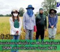 กำแพงเพชร-ศูนย์เมล็ดพันธุ์ข้าวกำแพงเพชร ตรวจตัดสินแปลงขยายพันธุ์ข้าว กข 85 ชั้นพันธุ์จำหน่าย ฤดูฝน ปี2568 อย่างเป็นทางการ จำนวน 128 ไร่