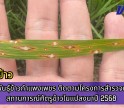 กำแพงเพชร-ศูนย์เมล็ดพันธุ์ข้าวกำแพงเพชร ติดตามโครงการสำรวจและติดตามสถานการณ์ศัตรูข้าวในแปลงนาปี 2568