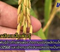 กำแพงเพชร-ศูนย์เมล็ดพันธุ์ข้าวกำแพงเพชร ติดตามแปลงผลิตเมล็ดพันธุ์ข้าว ฤดูฝน ปี2568 และเข้าตรวจตัดสินแปลงอย่างเป็นทางการ