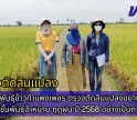 กำแพงเพชร-ศูนย์เมล็ดพันธุ์ข้าวกำแพงเพชร ตรวจตัดสินแปลงขยายพันธุ์ข้าว กข85 ชั้นพันธุ์จำหน่าย ฤดูฝน ปี2568 อย่างเป็นทางการ จำนวน 92 ไร่