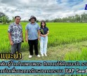 กำแพงเพชร-ศูนย์เมล็ดพันธุ์ข้าวกำแพงเพชร ติดตามให้คำแนะนำ ระบบควบคุมภายในเพื่อขอการรับรองตามระบบ (GAP Seed)