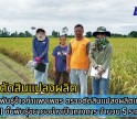 กำแพงเพชร-ศูนย์เมล็ดพันธุ์ข้าวกำแพงเพชร ตรวจตัดสินแปลงผลิตเมล็ดพันธุ์ข้าว กข 111 ชั้นพันธุ์ขยายอย่างเป็นทางการ จำนวน 5 ราย 121ไร่