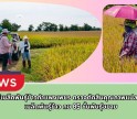 กำแพงเพชร-ศูนย์เมล็ดพันธุ์ข้าวกำแพงเพชร ตรวจตัดสินคุณภาพแปลงผลิตเมล็ดพันธุ์ข้าว กข 85 ชั้นพันธุ์ขยาย