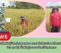 กำแพงเพชร-ศูนย์เมล็ดพันธุ์ข้าวกำแพงเพชร ตรวจตัดสินแปลงผลิตเมล็ดพันธุ์ข้าว กข 111 ชั้นพันธุ์ขยายอย่างเป็นทางการ