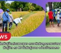 กำแพงเพชร-ศูนย์เมล็ดพันธุ์ข้าวกำแพงเพชร ตรวจตัดสินคุณภาพแปลงผลิตเมล็ดพันธุ์ข้าว กข 85 ชั้นพันธุ์ขยาย อย่างเป็นทางการ