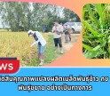 กำแพงเพชร-ศูนย์เมล็ดพันธุ์ข้าวกำแพงเพชร ตรวจตัดสินคุณภาพแปลงผลิตเมล็ดพันธุ์ข้าว กข 85 ชั้นพันธุ์ขยาย อย่างเป็นทางการ
