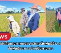 กำแพงเพชร-ศูนย์เมล็ดพันธุ์ข้าวกำแพงเพชร ตรวจตัดสินคุณภาพแปลงผลิตเมล็ดพันธุ์ข้าว กข85 ชั้นพันธุ์ขยาย อย่างเป็นทางการ