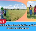 กำแพงเพชร-ศูนย์เมล็ดพันธุ์ข้าวกำแพงเพชร ตรวจตัดสินแปลงผลิตเมล็ดพันธุ์ข้าว กข 111 ชั้นพันธุ์จำหน่าย อย่างเป็นทางการ