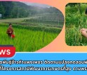 กำแพงเพชร-ศูนย์เมล็ดพันธุ์ข้าวกำแพงเพชร ติดตามแปลงทดสอบพันธุ์ข้าวในเขตพื้นที่โครงการสถานีพัฒนาการเกษตรที่สูง ตามพระราชดำริ