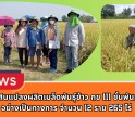 กำแพงเพชร-ศูนย์เมล็ดพันธุ์ข้าวกำแพงเพชร ตรวจตัดสินแปลงผลิตเมล็ดพันธุ์ข้าว กข 111 ชั้นพันธุ์จำหน่าย อย่างเป็นทางการ จำนวน 12 ราย 265 ไร่