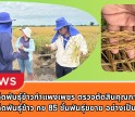 กำแพงเพชร-ศูนย์เมล็ดพันธุ์ข้าวกำแพงเพชร ตรวจตัดสินคุณภาพแปลงผลิตเมล็ดพันธุ์ข้าว กข 85 ชั้นพันธุ์ขยาย อย่างเป็นทางการ