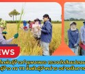 กำแพงเพชร-ศูนย์เมล็ดพันธุ์ข้าวกำแพงเพชร ตรวจตัดสินแปลงผลิตเมล็ดพันธุ์ข้าว กข 111 ชั้นพันธุ์จำหน่าย อย่างเป็นทางการ