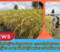 กำแพงเพชร-ศูนย์เมล็ดพันธุ์ข้าวกำแพงเพชร ตรวจตัดสินแปลงผลิตเมล็ดพันธุ์ข้าว กข 111 ชั้นพันธุ์จำหน่าย อย่างเป็นทางการ