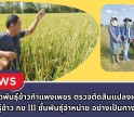 กำแพงเพชร-ศูนย์เมล็ดพันธุ์ข้าวกำแพงเพชร ตรวจตัดสินแปลงผลิตเมล็ดพันธุ์ข้าว กข 111 ชั้นพันธุ์จำหน่าย อย่างเป็นทางการ